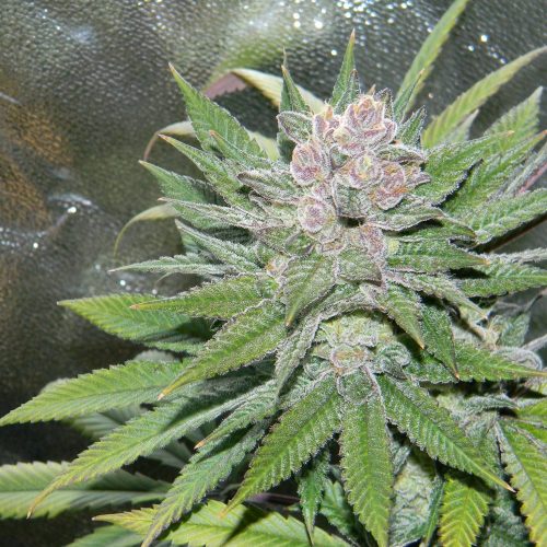 Blueberry Cheesecake Feminized Marijuana Seeds