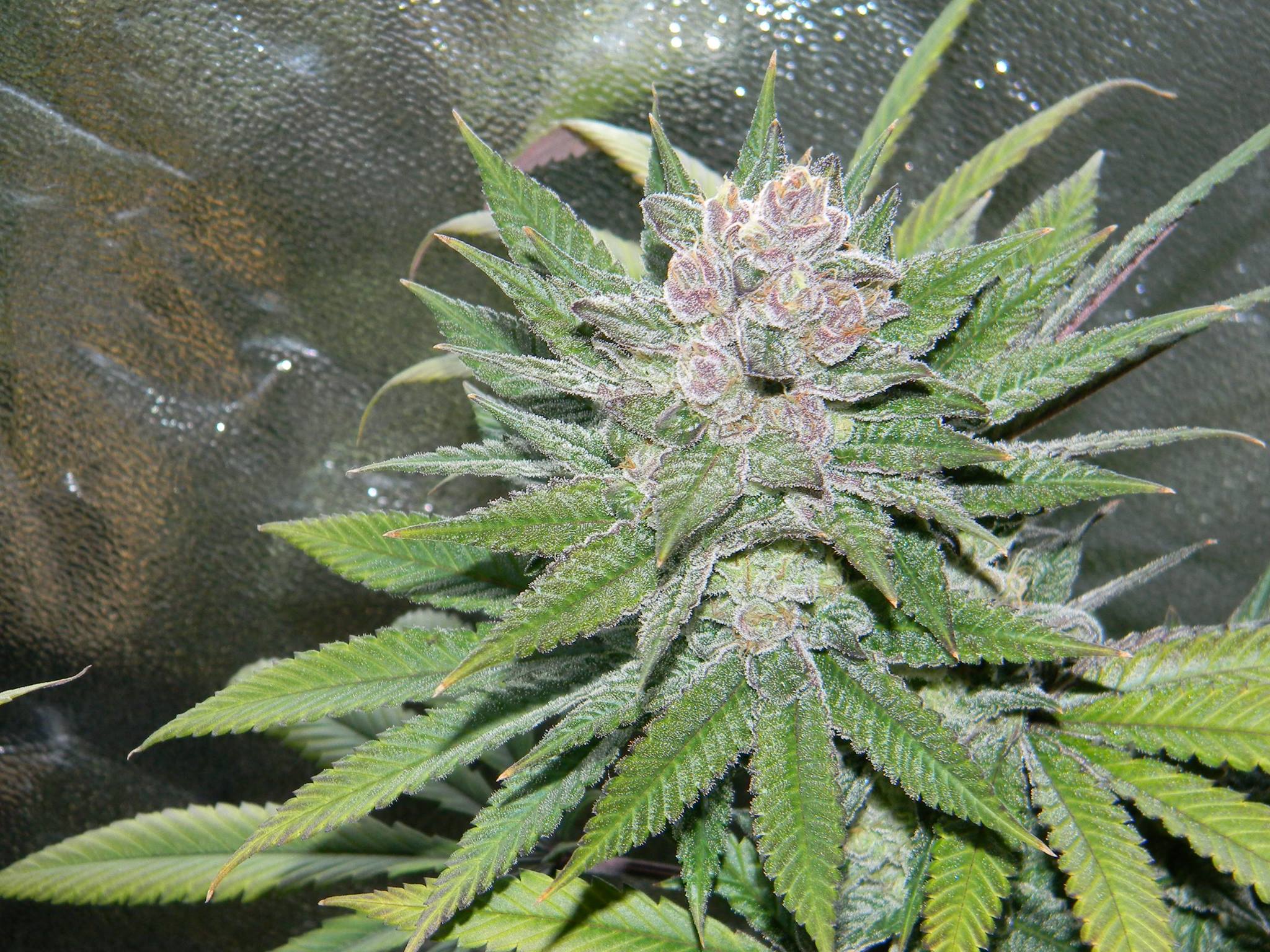 Blueberry Cheesecake Feminized Marijuana Seeds
