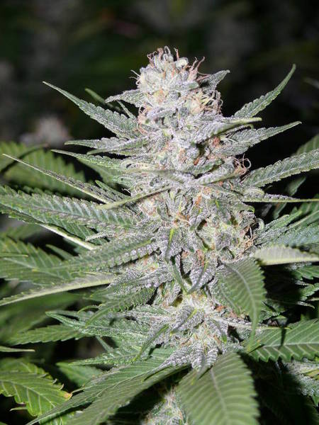 Blueberry Hashplant Regular Cannabis Seeds
