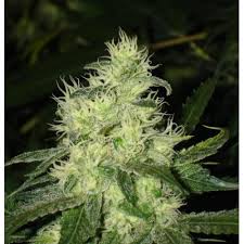 Bluehell Feminized Marijuana Seeds