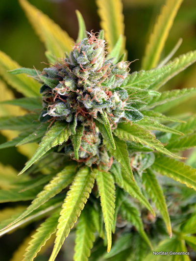 Borgota Breeze Regular Cannabis Seeds