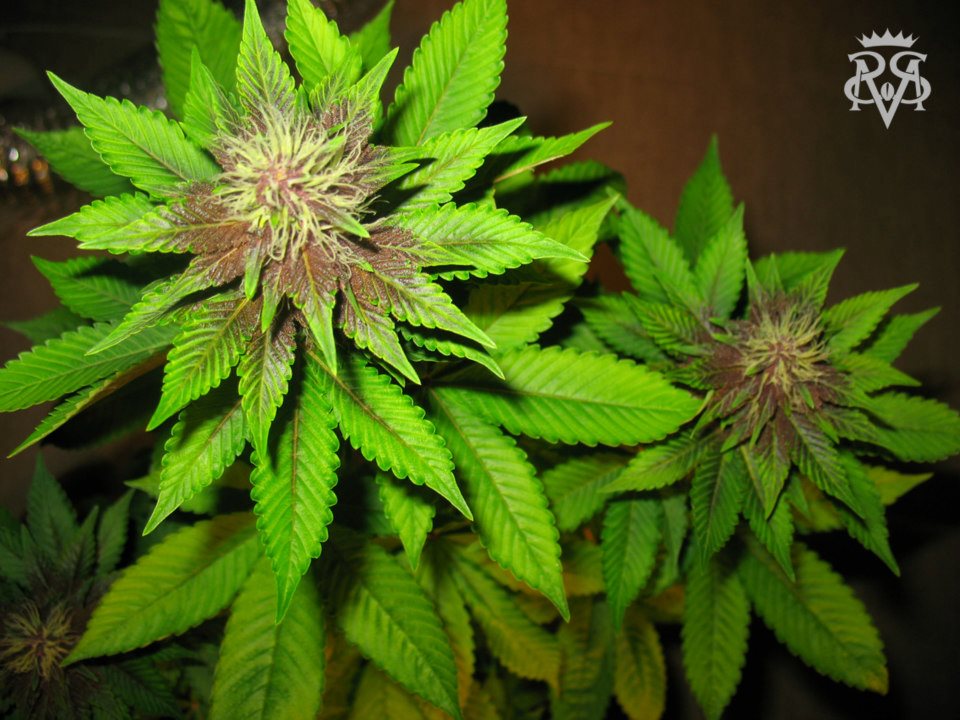 Bizarre Regular Cannabis Seeds