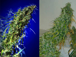 Brainstorm Haze X G13 Regular Cannabis Seeds