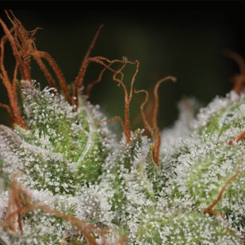 Bruce Banner BX 2.0 Regular Cannabis Seeds