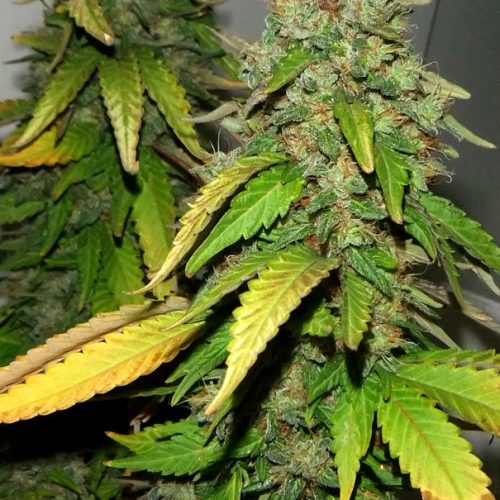 Bubba 76 Feminized Marijuana Seeds
