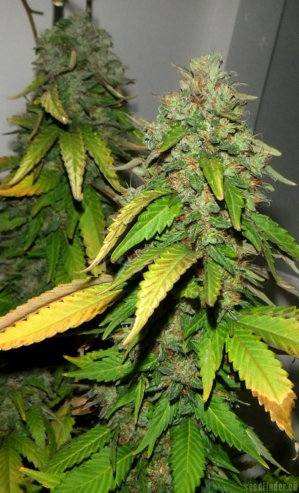 Bubba 76 Feminized Marijuana Seeds