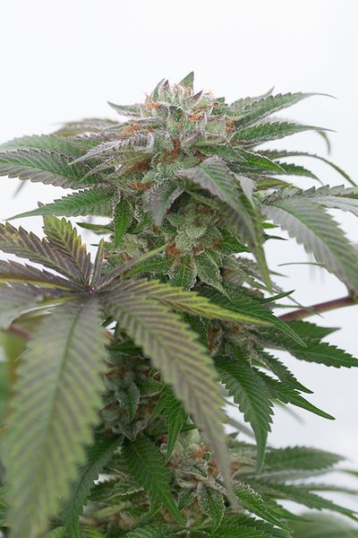 Bubba Kush 2.0 Feminized Marijuana Seeds