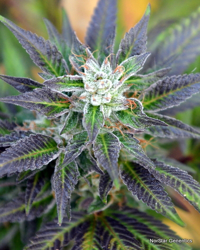 Bubba Fresh Regular Cannabis Seeds
