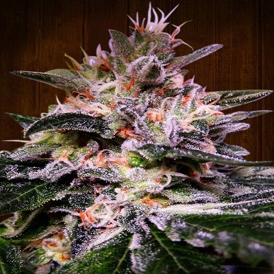 Bubba Hash Feminized Marijuana Seeds