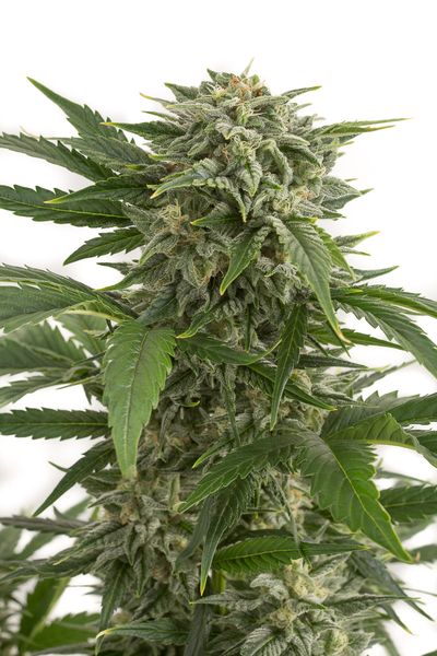 Bubba Kush Autoflowering Feminized Marijuana Seeds