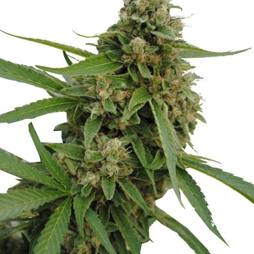 CBD Bubba Kush Feminized Marijuana Seeds
