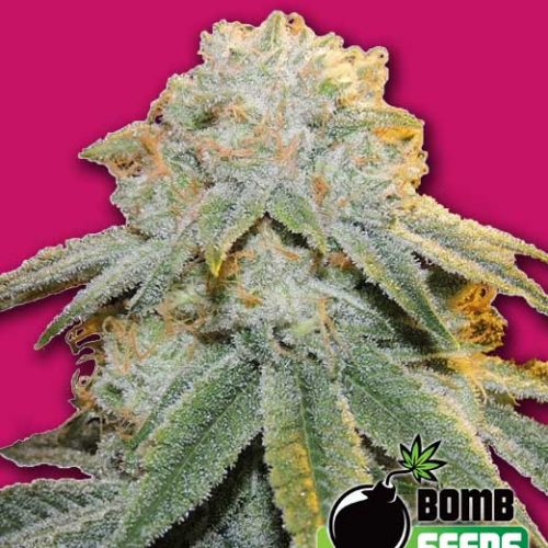 Bubble Bomb Feminized Marijuana Seeds