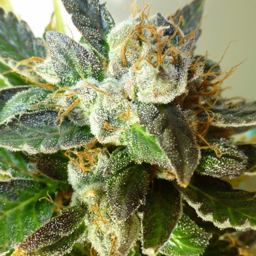 Bubble Crack Autoflowering Regular Cannabis Seeds