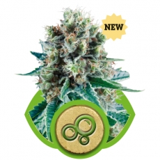 Bubble Kush Auto Feminized Marijuana Seeds