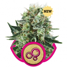 Bubble Kush Feminized Marijuana Seeds