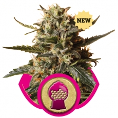 Bubblegum XL Feminized Marijuana Seeds