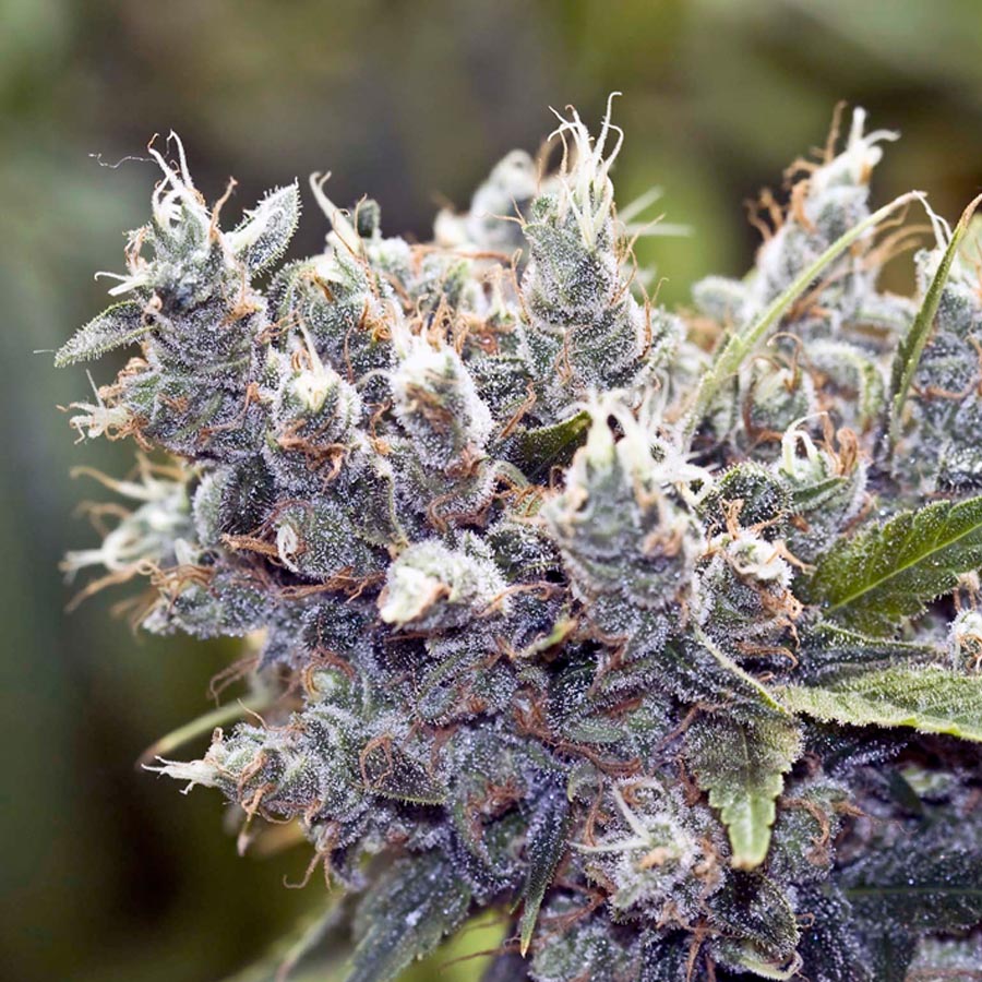 Bubblegummer Feminized Marijuana Seeds