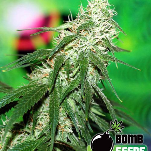 Buzz Bomb Feminized Marijuana Seeds