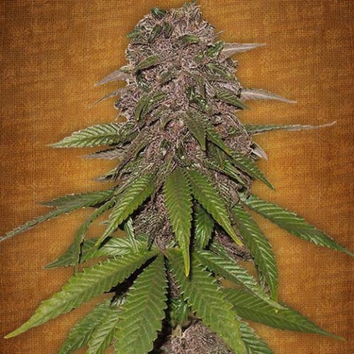 C4-Matic Autoflowering Feminized Marijuana Seeds