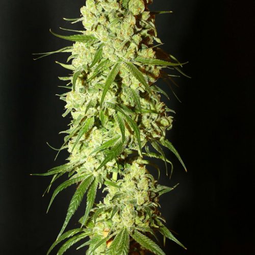 Cannatonic Feminized Marijuana Seeds