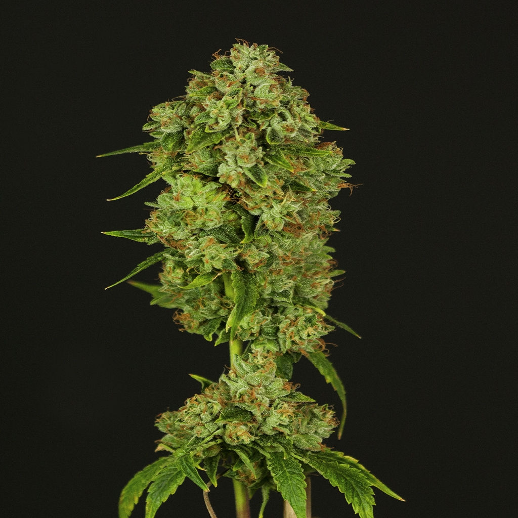 Casey Jones Regular Cannabis Seeds