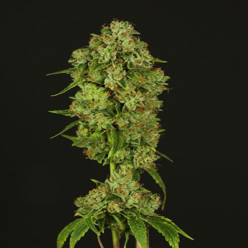 Casey Jones Feminized Marijuana Seeds