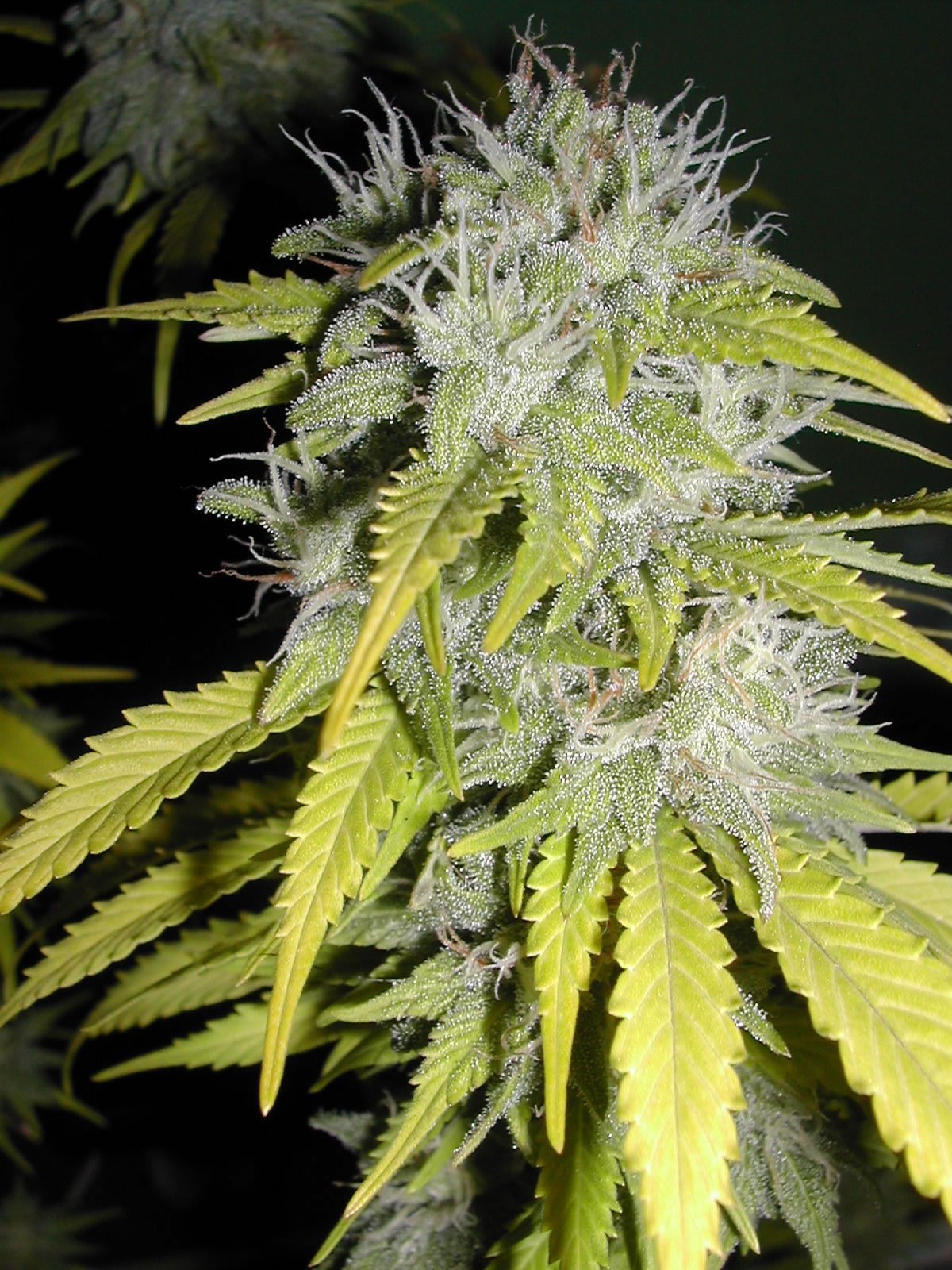 Chaze Super Autoflowering Feminized Marijuana Seeds