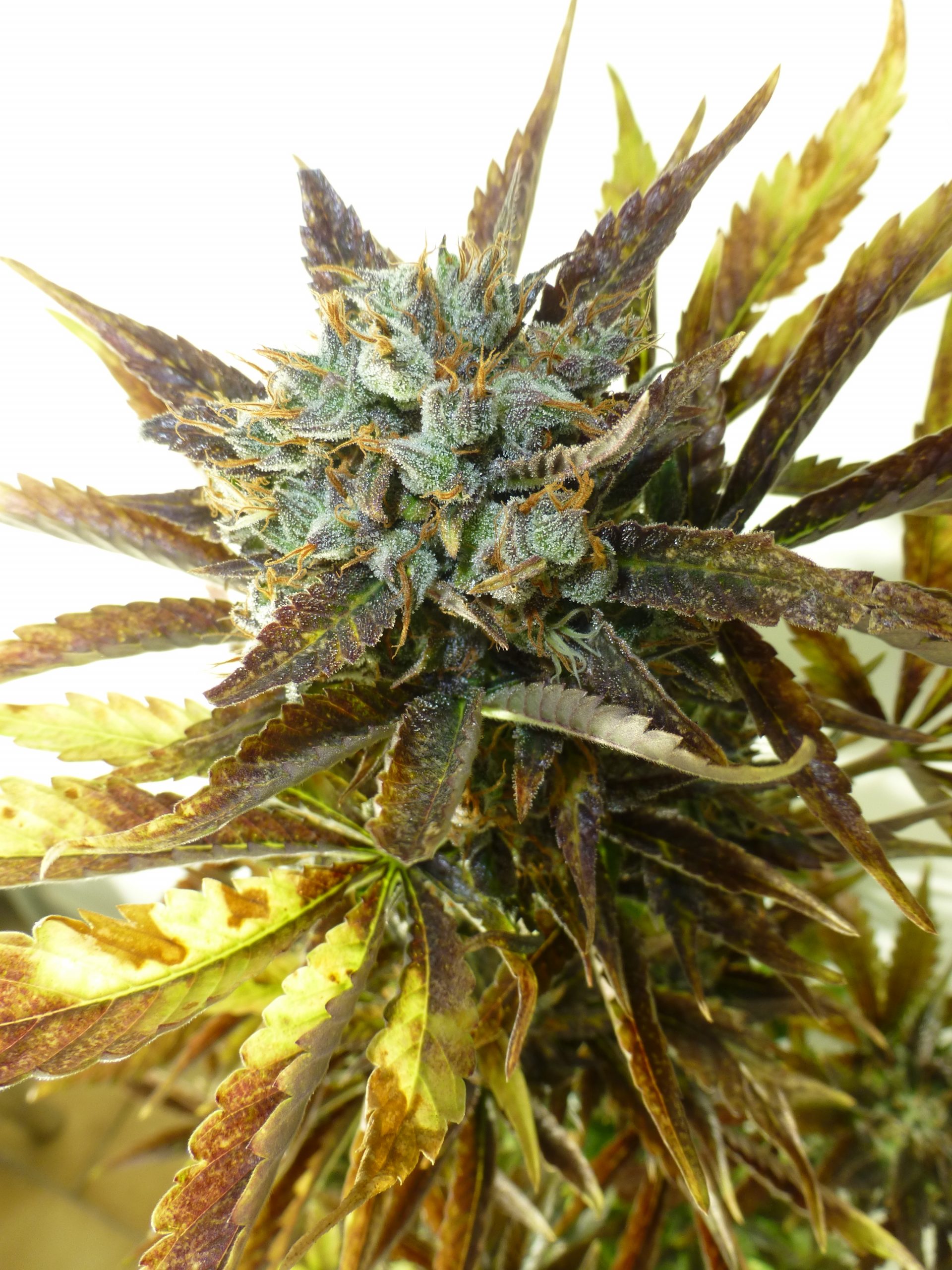 Chazy Autoflowering Feminized Marijuana Seeds