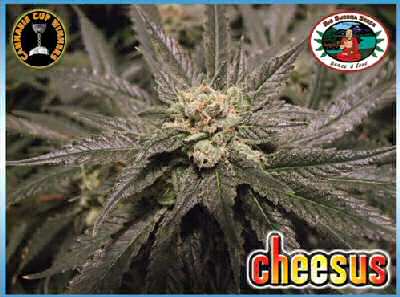 Cheesus Feminized Marijuana Seeds