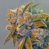 Chem Fire Regular Cannabis Seeds