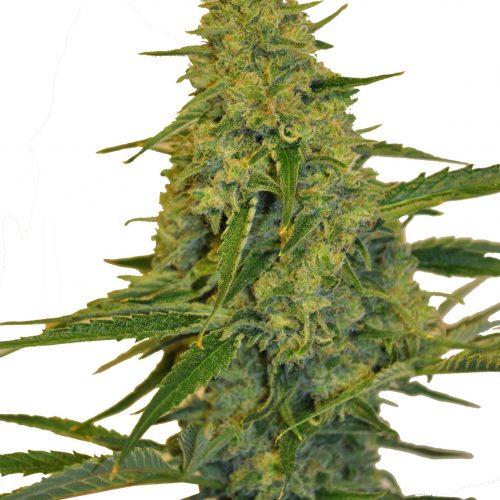 CBD Chem Dawg Feminized Marijuana Seeds