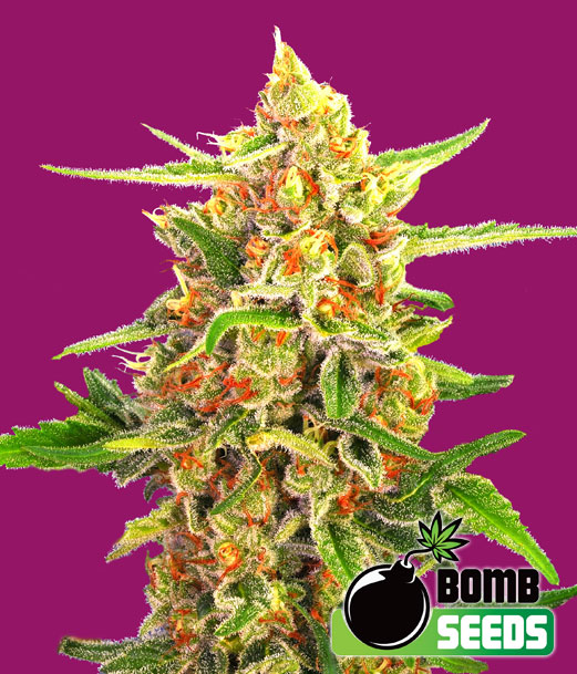 Cherry Bomb Feminized Marijuana Seeds