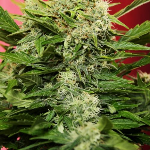 Chronic Ryder Autoflowering Feminized Marijuana Seeds