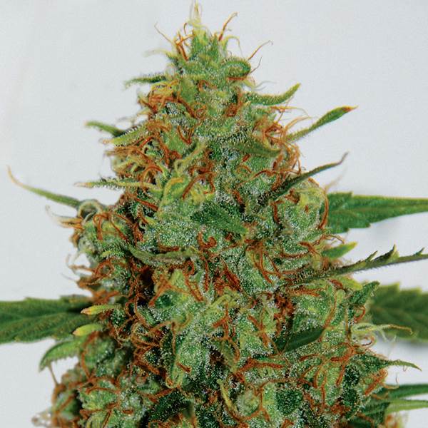 C99 Feminized Marijuana Seeds