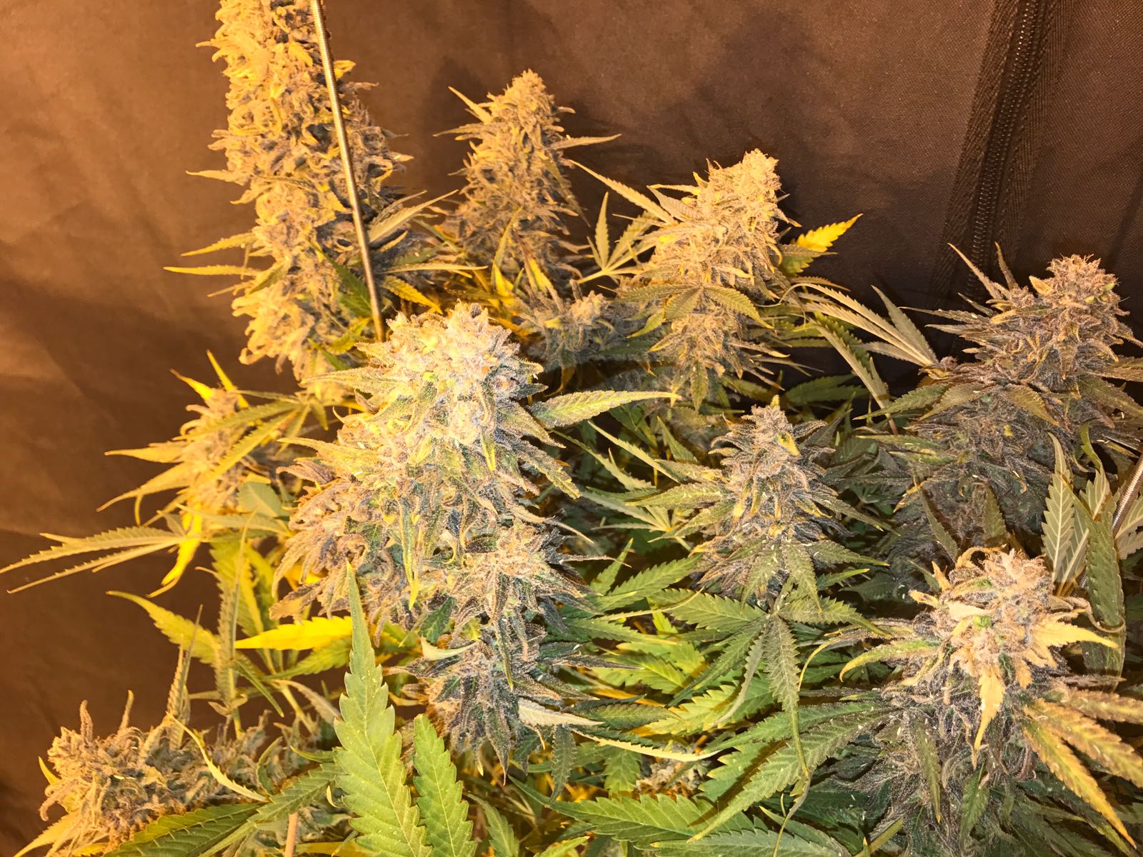 C99 x Blueberry FAST Feminized Marijuana Seeds