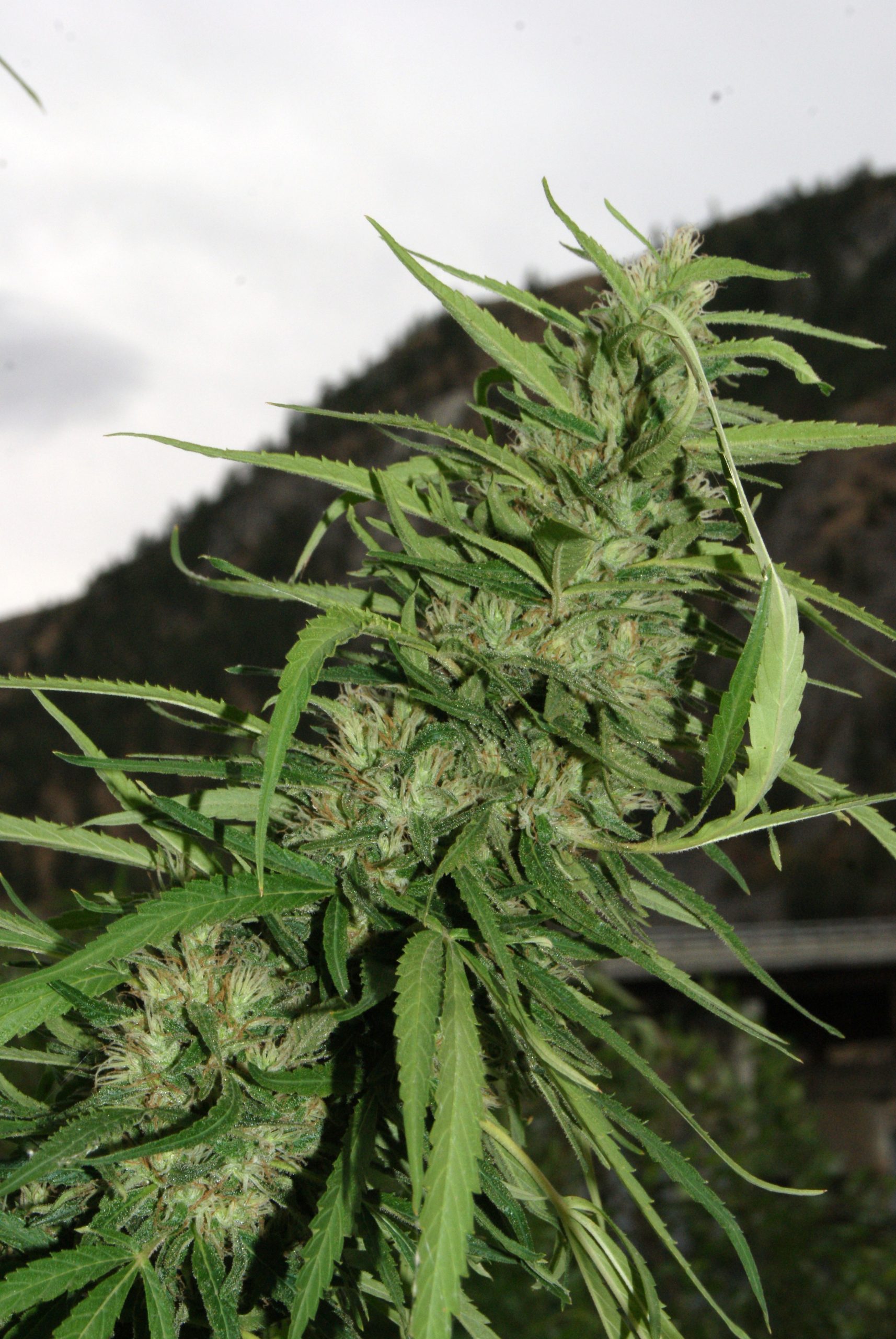 Cookie G13 SuperAuto Feminized Marijuana Seeds