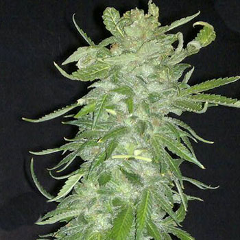 Cristal Paradise Feminized Marijuana Seeds