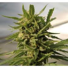 Critical # 47 Feminized Marijuana Seeds