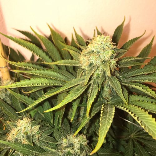 Big Nugs FAST Feminized Marijuana Seeds