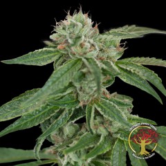 Crockett's Confidential Regular Cannabis Seeds