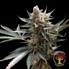 Crockett's Tangie Regular Cannabis Seeds