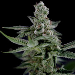 Crockett's Haze Regular Cannabis Seeds