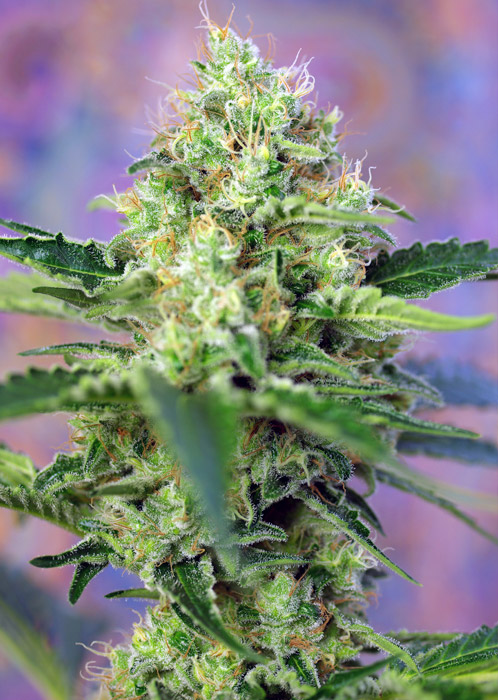 Crystal Candy Feminized Marijuana Seeds