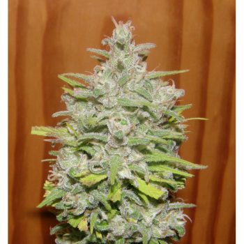 Crystal METH Feminized Marijuana Seeds