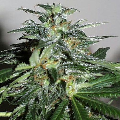 Cyber Cristal Feminized Marijuana Seeds