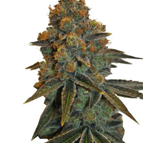 CBD D Diesel Feminized Marijuana Seeds