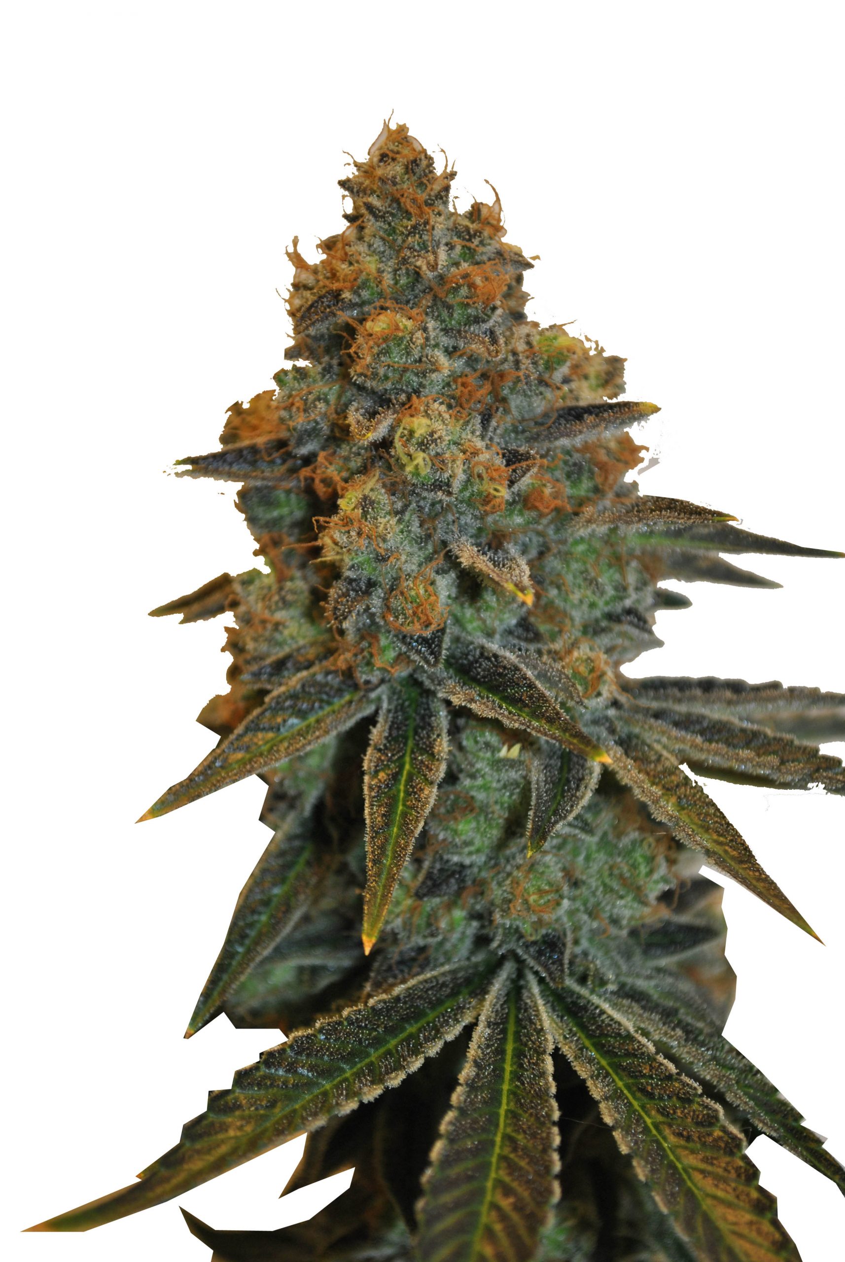 CBD D Diesel Feminized Marijuana Seeds