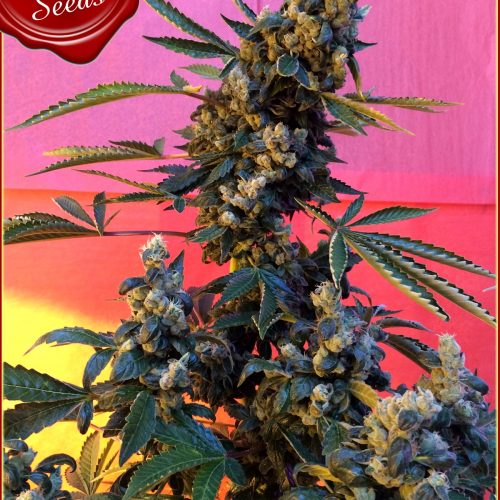 Deedee BX1 Regular Cannabis Seeds