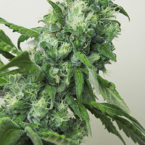 Digweed Feminized Marijuana Seeds