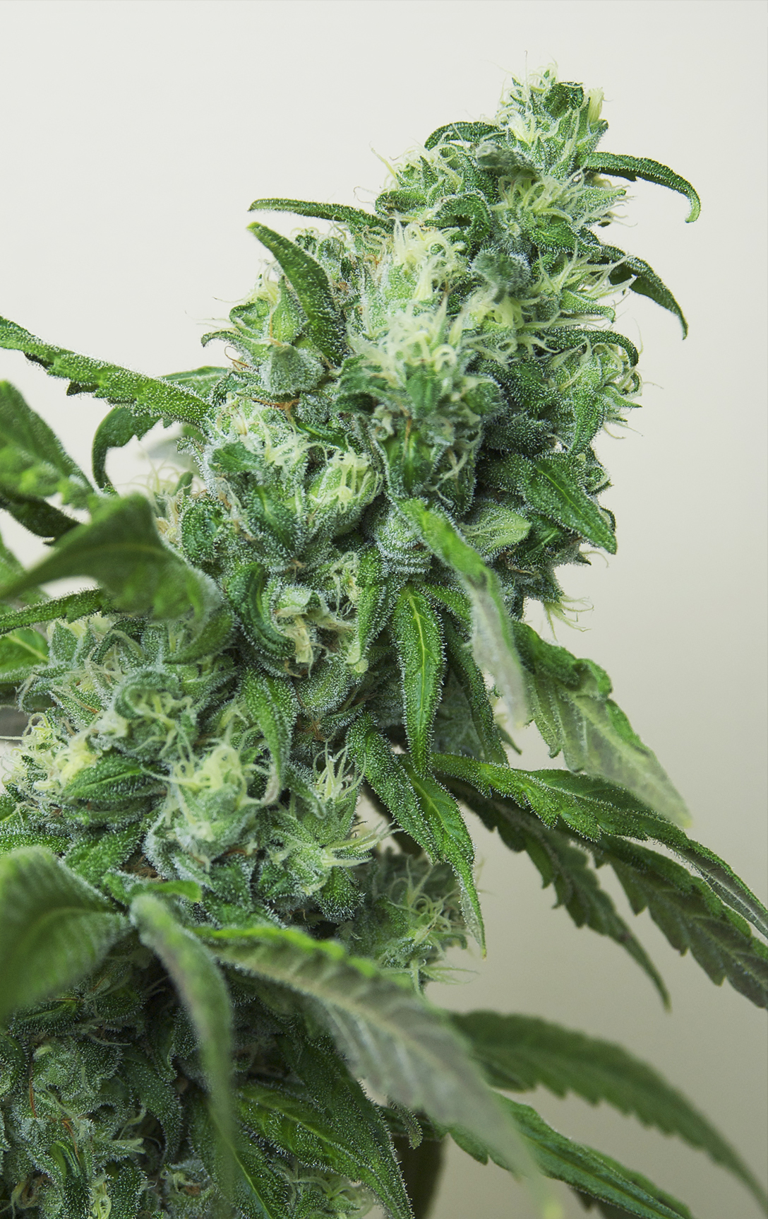 Digweed Regular Cannabis Seeds